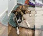 Small #2 Mutt