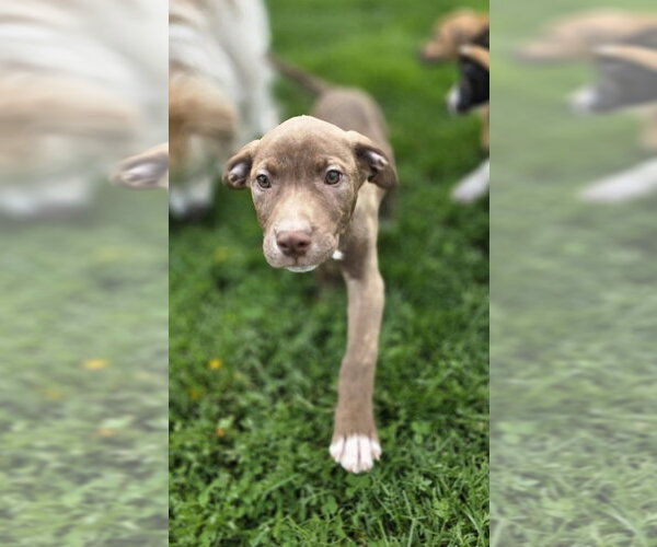 Medium Photo #1 Bogle Puppy For Sale in Aurora, IN, USA