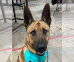 Small #10 German Shepherd Dog Mix