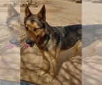 Small #4 German Shepherd Dog