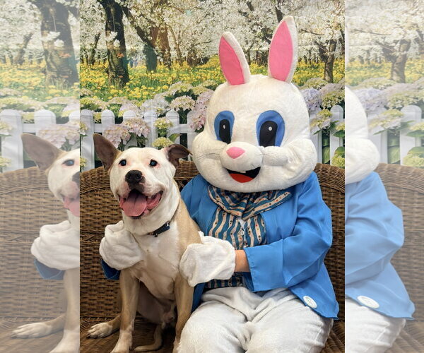 Medium Photo #7 American Bulldog-Labrador Retriever Mix Puppy For Sale in Rockaway, NJ, USA