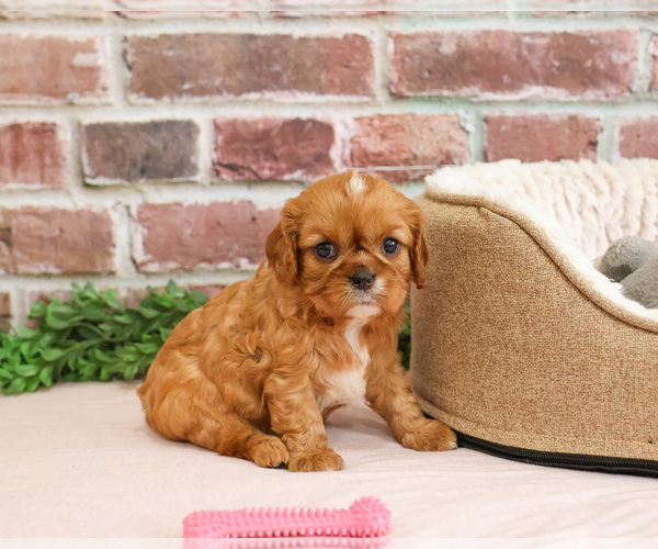 Medium Photo #4 Cavalier King Charles Spaniel Puppy For Sale in SYRACUSE, IN, USA