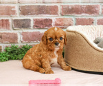 Small #3 Cavalier King Charles Spaniel