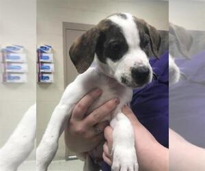 Labrador Retriever Dogs for adoption in Conroe, TX, USA