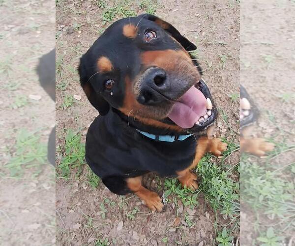 Medium Photo #4 Rottweiler Puppy For Sale in San Antonio, TX, USA