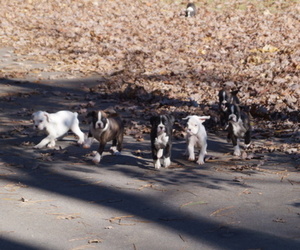 Boxer Litter for sale in ABBEVILLE, SC, USA