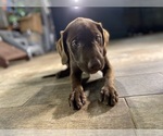 Small Photo #10 Labrador Retriever Puppy For Sale in ALEXANDRIA, VA, USA
