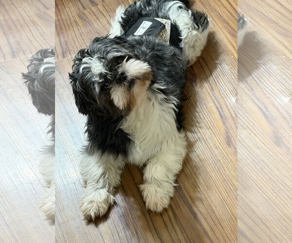 Medium Photo #1 Shih Tzu Puppy For Sale in Sioux Falls, SD, USA