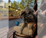 Small Irish Wolfhound
