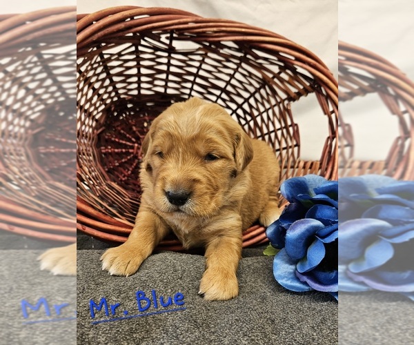 Medium Photo #5 Golden Retriever Puppy For Sale in MORRILL, KS, USA