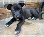 Small #14 Labrador Retriever Mix