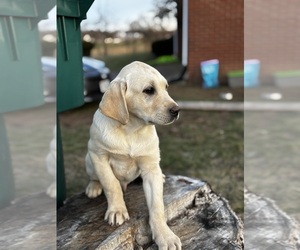 Labrador Retriever Puppy for sale in BRIDGEWATER, VA, USA