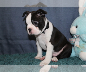 Boston Terrier Puppy for sale in BROOKSVILLE, FL, USA