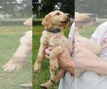 Small #3 Labrador Retriever