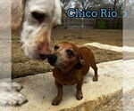 Small #9 Dachshund