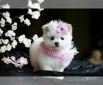 Small #18 Maltese