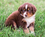 Small Photo #3 Australian Shepherd Puppy For Sale in ARODA, VA, USA