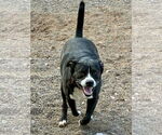 Small #10 Bulldog Mix