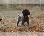 Small Photo #3 German Shorthaired Pointer Puppy For Sale in LEWELLEN, NE, USA