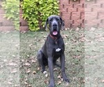 Small Photo #1 Great Dane Puppy For Sale in OKLAHOMA CITY, OK, USA