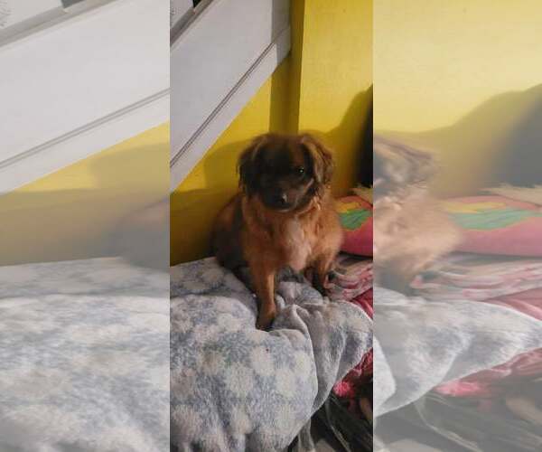 Medium Photo #7 Colonial Cocker Spaniel-Unknown Mix Puppy For Sale in Doylestown, PA, USA