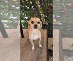 Small #1 Chihuahua