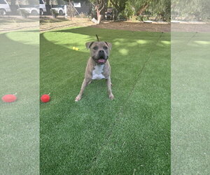 KEVIN - Male Mutt Dog for Adoption - Photo #6