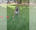 Small Photo #6 Mutt Puppy For Sale in Woodland Hills, CA, USA