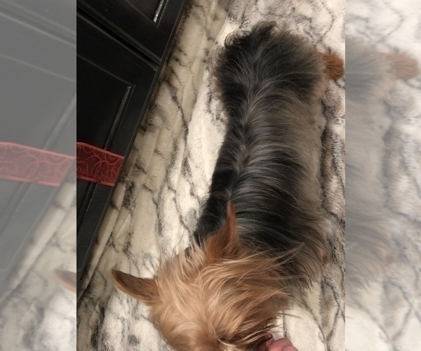 Medium Photo #11 Yorkshire Terrier Puppy For Sale in MOUNT CARMEL, PA, USA