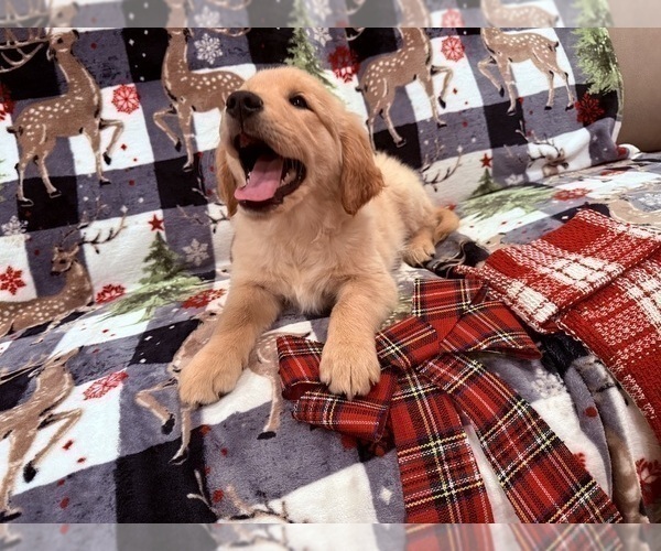 Medium Photo #2 Golden Retriever Puppy For Sale in SACRAMENTO, CA, USA