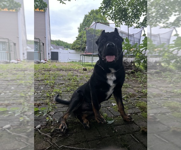 Medium Photo #1 America Bandogge Mastiff Puppy For Sale in SNELLVILLE, GA, USA