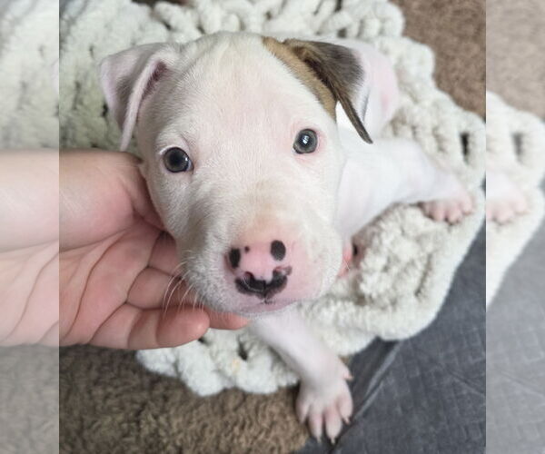 Medium Photo #5 Mutt Puppy For Sale in Holly Springs, NC, USA