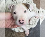 Small #4 Mutt