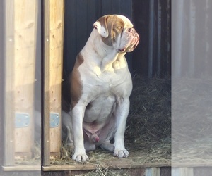 Father of the American Bulldog puppies born on 12/14/2025