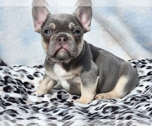 French Bulldog Puppy for sale in HESPERIA, CA, USA