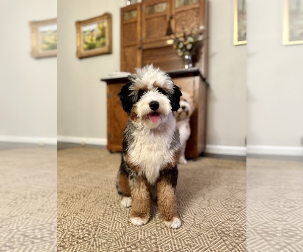 Medium Photo #1 Bernedoodle (Miniature) Puppy For Sale in SONOMA, CA, USA