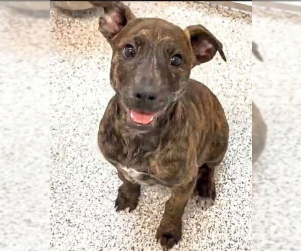 Medium Photo #1 Plott Hound-Unknown Mix Puppy For Sale in Houston, TX, USA