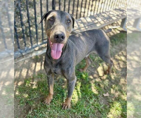 Medium Photo #2 Doberman Pinscher Puppy For Sale in Riverside, CA, USA
