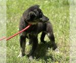 Small #3 Huskies  Mix