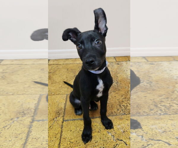 Medium Photo #7 Doberman Pinscher-Labrador Retriever Mix Puppy For Sale in Tampa, FL, USA