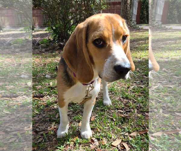 Medium Photo #2 Beagle Puppy For Sale in Dunnellon, FL, USA