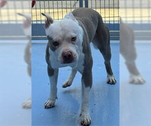 Mutt Dogs for adoption in Downey, CA, USA