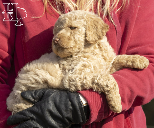 Medium Photo #4 Poodle (Standard) Puppy For Sale in ELLENBORO, NC, USA