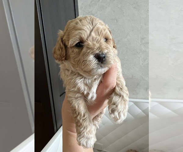 Medium Photo #5 Poodle (Toy) Puppy For Sale in MOUNT SOLON, VA, USA