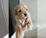 Small #4 Poodle (Toy)