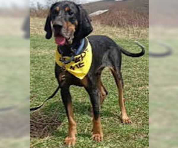 Medium Photo #1 Black and Tan Coonhound-Bluetick Coonhound Mix Puppy For Sale in Westminster, MD, USA