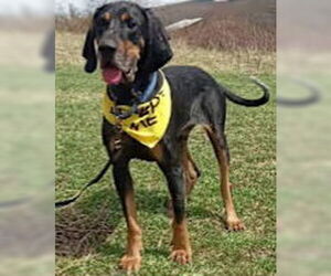 Black and Tan Coonhound-Bluetick Coonhound Mix Dogs for adoption in Westminster, MD, USA