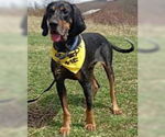 Small Black and Tan Coonhound-Bluetick Coonhound Mix