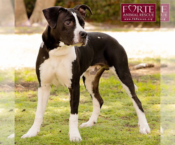 Medium Photo #6 American Staffordshire Terrier-Boston Terrier Mix Puppy For Sale in Marina del Rey, CA, USA