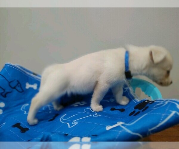 Medium Photo #3 Chiweenie Puppy For Sale in MARIETTA, GA, USA
